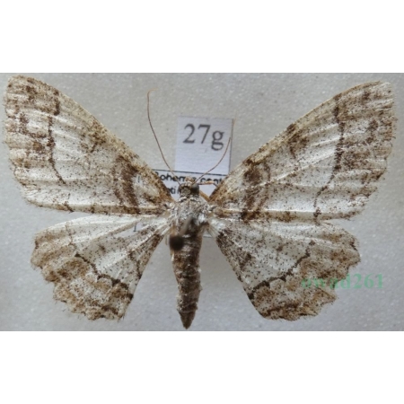 Paradarisa consonaria (Hübner, 1799) female Przylepek zgodniak Czech27g
